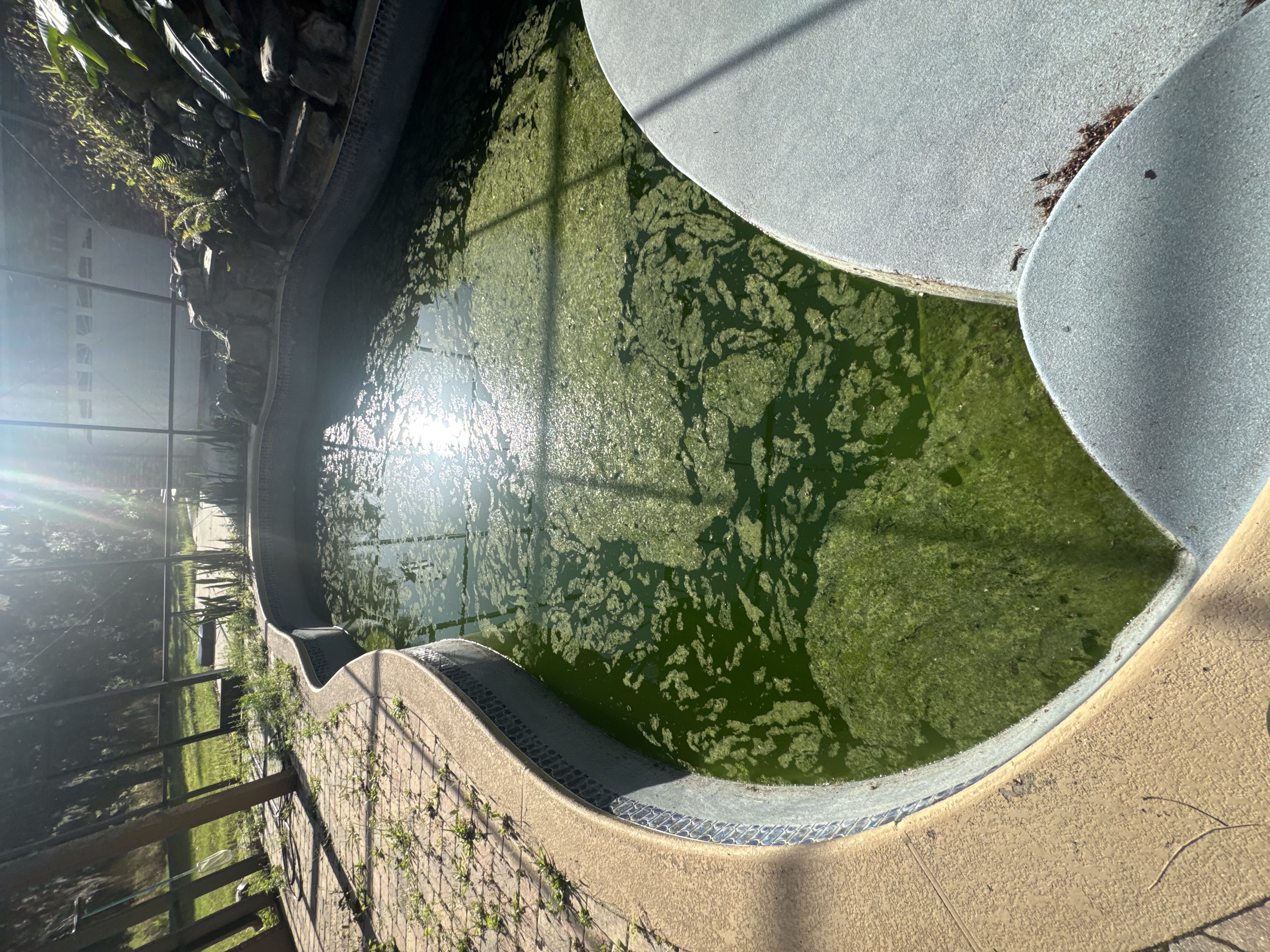 Green algae-covered pool water before Green to Clean treatment in Central Florida